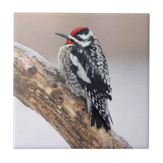 Yellow-bellied Sapsucker male Tile (Front)