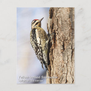 Yellow-bellied Sapsucker Postcard