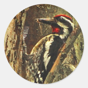 Yellow-bellied Sapsucker Stickers