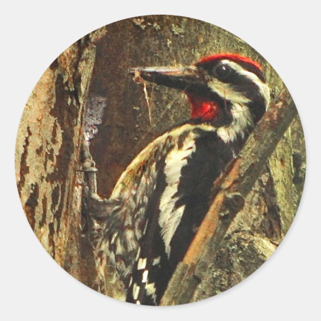 Yellow-bellied Sapsucker Stickers (Front)