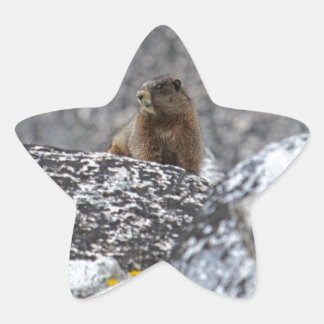 Yellow Belly Marmot Star Sticker