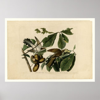 Yellow-billed Cuckoo_Audubon Poster