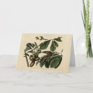 Yellow-billed Cuckoo - Audubon's Birds of America Card