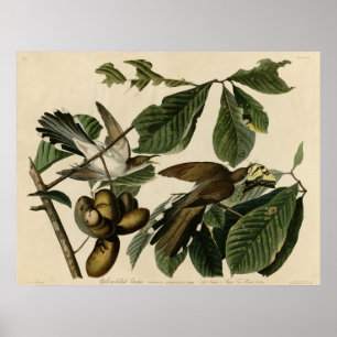 Yellow-Billed Cuckoo The Birds of America Audubon Poster