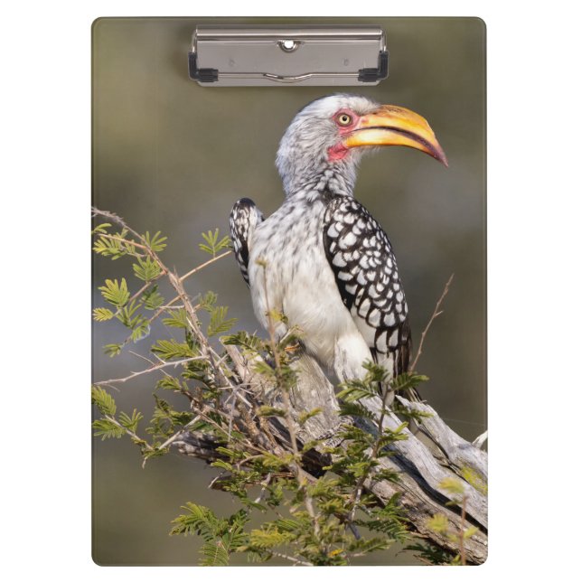 Yellow billed hornbill clipboard (Front)