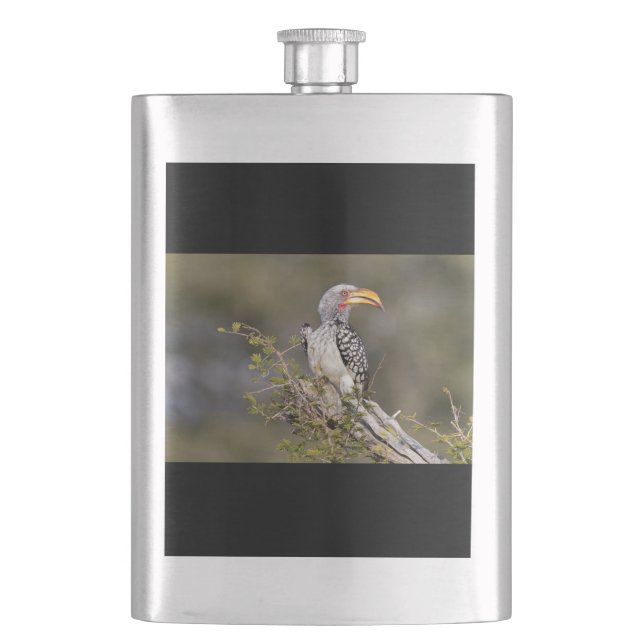Yellow billed hornbill hip flask (Front)