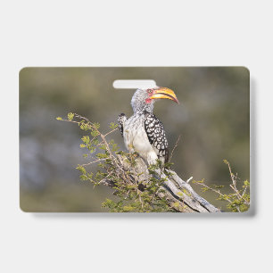 Yellow billed hornbill ID badge
