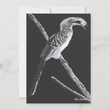 Yellow Billed Hornbill, Kalahari Animal Flat Card