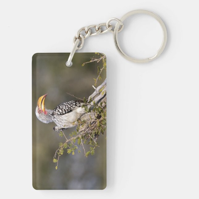 Yellow billed hornbill key ring (Back)