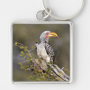 Yellow billed hornbill key ring