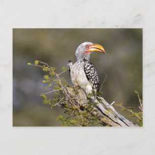 Yellow billed hornbill postcard