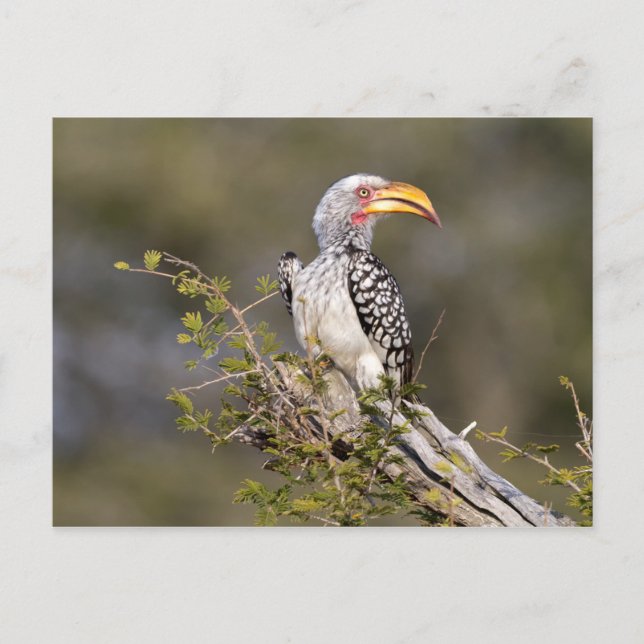 Yellow billed hornbill postcard (Front)