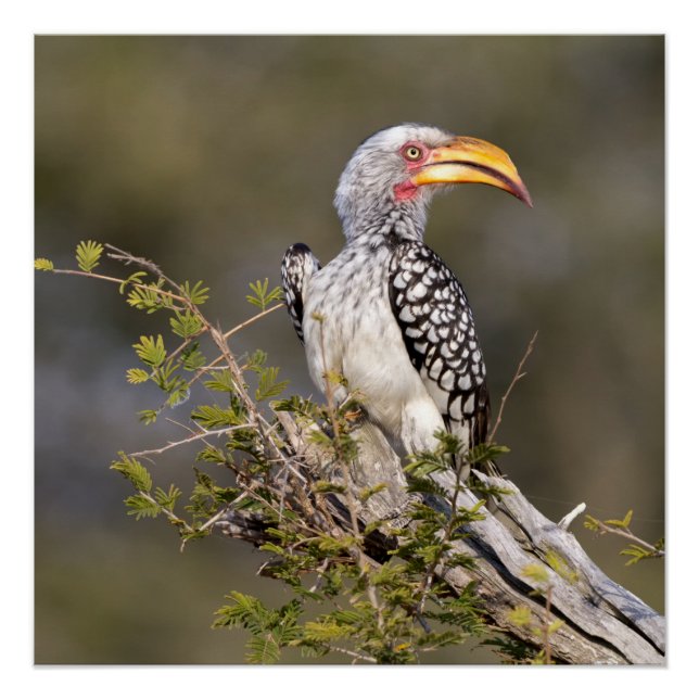 Yellow billed hornbill poster (Front)