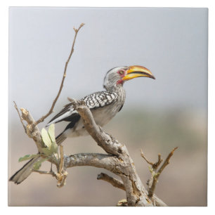 Yellow billed hornbill tile