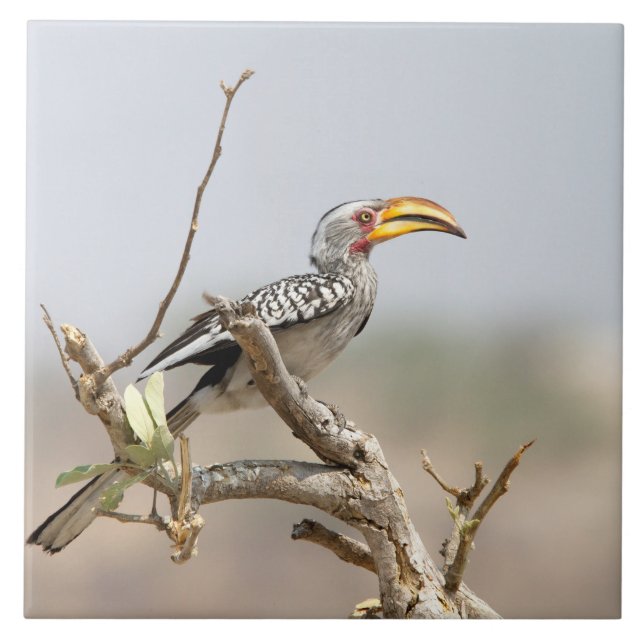 Yellow billed hornbill tile (Front)