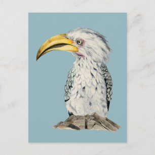 Yellow-Billed Hornbill Watercolor Painting Postcard