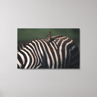 Yellow-billed oxpecker (Buphagus africanus) Canvas Print