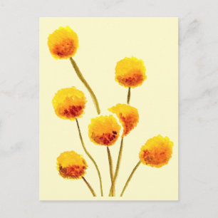 Yellow Billy Button native Australian flower Postcard
