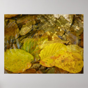 Yellow Birch Leaves in Stream Poster