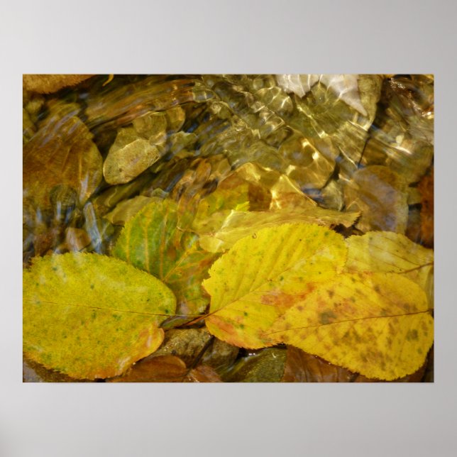 Yellow Birch Leaves in Stream Poster (Front)