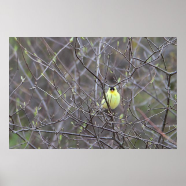 Yellow Bird in Tree Poster (Front)