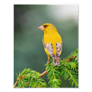 Yellow Bird on Branch Photo Print