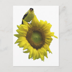 Yellow bird on yellow sunflower. postcard