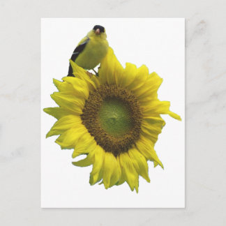 Yellow bird on yellow sunflower. postcard