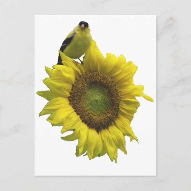 Yellow bird on yellow sunflower. postcard (Front)