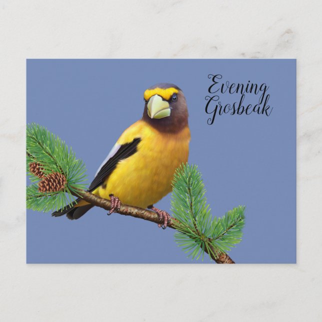 Yellow Black Bird Evening Breasted Grosbeak Postcard (Front)
