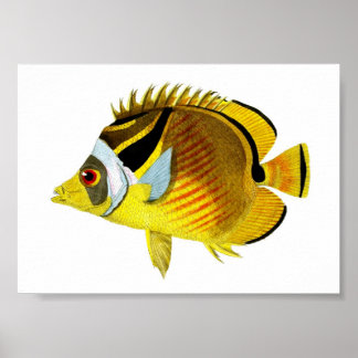 Yellow Black Tropical Fish Art Print no. 4