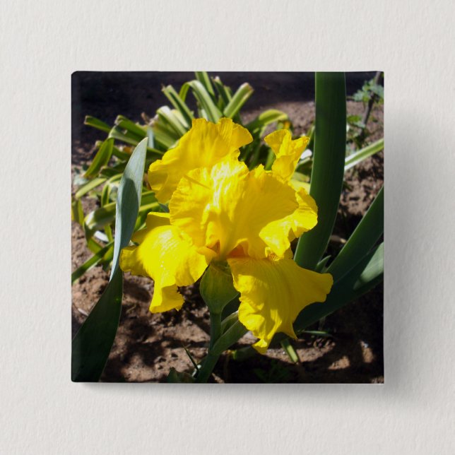 Yellow Blooming Iris Plant, 15 Cm Square Badge (Front)