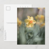 Yellow Blossom Daffodil Nature Photo