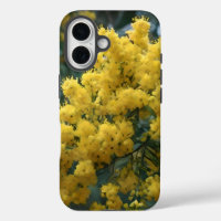 Yellow Blossoming Australian Yellow Wattle Tree,