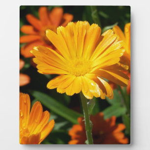 Yellow Blossoms Flowers Art Peace Love Destiny Plaque