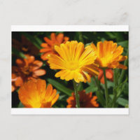 Yellow Blossoms Flowers Art Peace Love Destiny