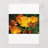Yellow Blossoms Flowers Art Peace Love Destiny
