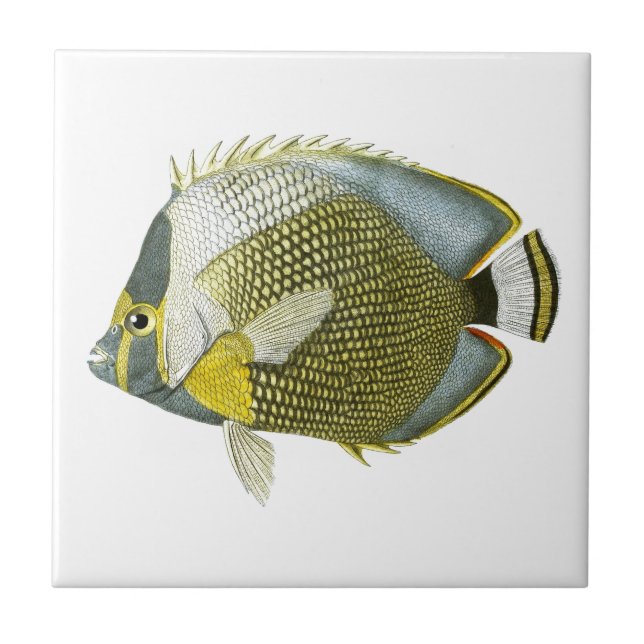 Yellow Blue Butterfly Fish no.11. Home Decor Tile (Front)