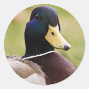 Yellow & Blue Duck Sticker