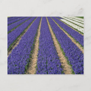 Yellow Blue hyacinths near Lisse, Holland flowers Postcard