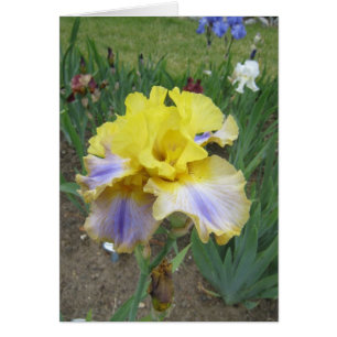 Yellow Blue Iris Small Blank Card
