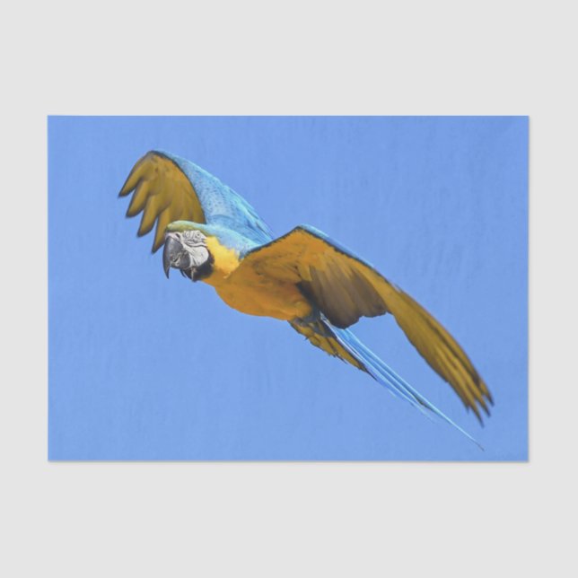 Yellow Blue Macaw Tissue Paper (Front)