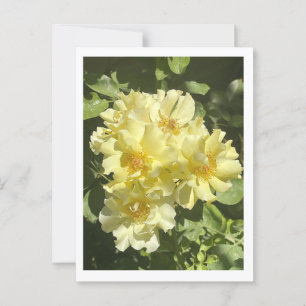 Yellow Botanical Flowers Postcard