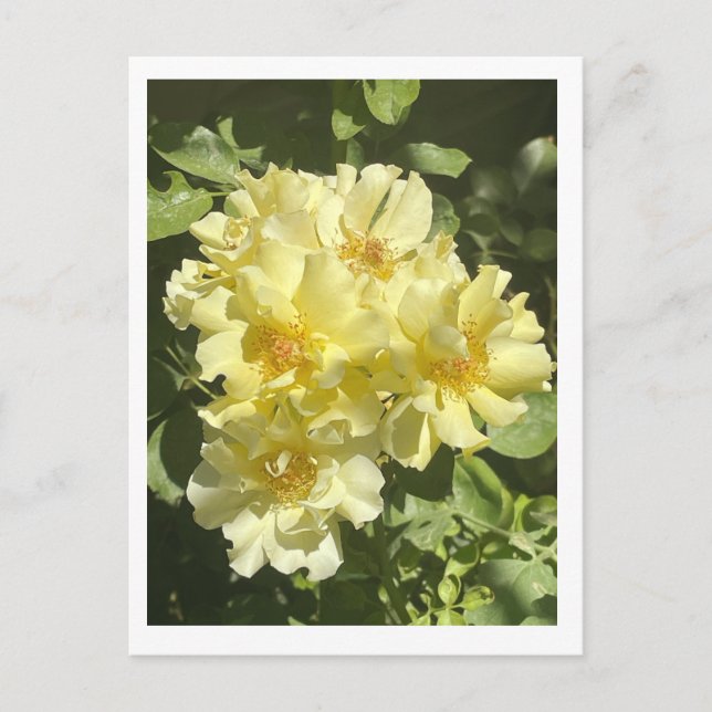 Yellow Botanical Flowers Postcard (Front)