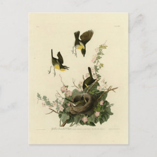 Yellow-breasted Chat Postcard