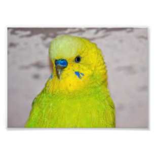 Yellow Budgie Print