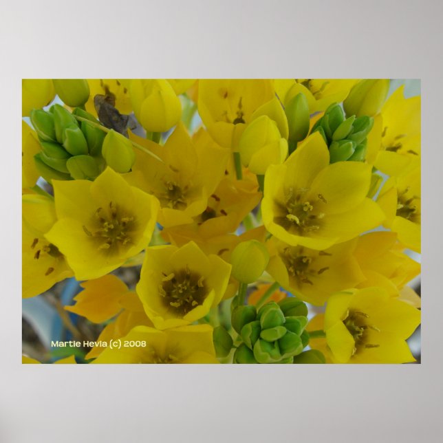 Yellow Bulb Flowers Poster (Front)