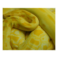 Yellow Burmese Python