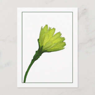 Yellow Buttercup Botanical Photo-sketch Postcard
