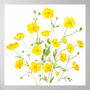 yellow buttercup flowers 2 watercolor poster